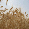1 Wheat harvest_Abu Ghrab_ 2012 (600x432)