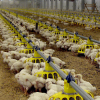 chickens, poultry, Cherkizovo Group