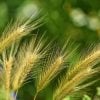 Barley (pixabay)