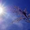 heatwave, sun, sky, solar, climate (pixabay)