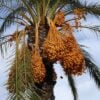Date palms (Pixabay)